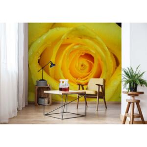 Fototapet - Rose Flower Yellow Vliesová tapeta - 368x254 cm