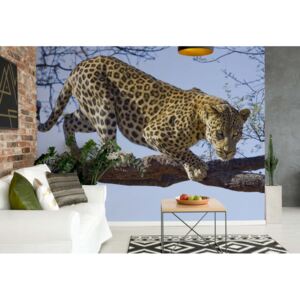 Fototapet - Leopard Tree Vliesová tapeta - 368x254 cm