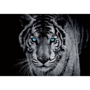 Black And White Tiger Blue Eyes Fototapet, (211 x 91 cm)