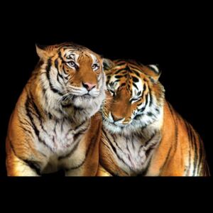 Loving Tigers Fototapet, (211 x 91 cm)