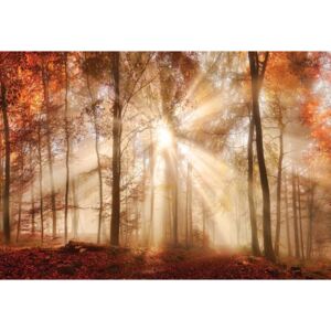 Autumn Trees Forest Sunshine Fototapet, (254 x 184 cm)
