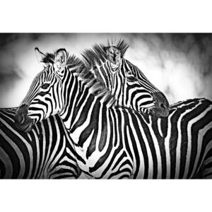 Zebras Black And White Fototapet, (254 x 184 cm)