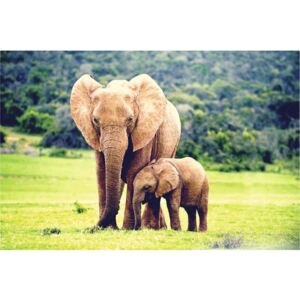 Tablou canvas Familie de elefanti 60x90 cm