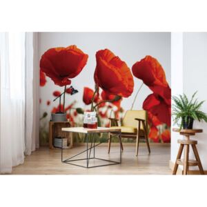 Fototapet - Red Poppies In The Field Vliesová tapeta - 368x254 cm