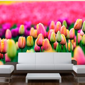 Bimago Fototapet - Field of tulips 200x154 cm