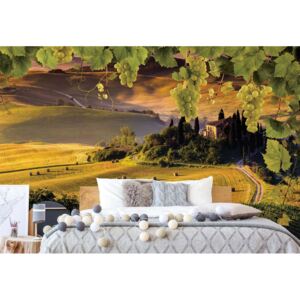 Fototapet - Grapes Vines Countryside Landscape Vliesová tapeta - 416x254 cm