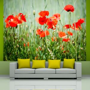 Fototapet - Field of red poppies 200x154 cm