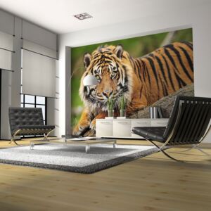 Fototapet - Sumatran tiger 200x154 cm