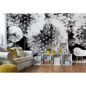 Fototapet - Dandelion Black And White Vliesová tapeta - 368x254 cm
