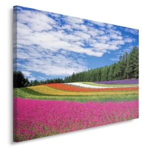 CARO Tablou pe pânză - Flower Fields 50x40 cm