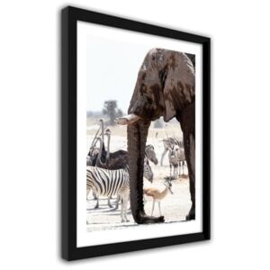 CARO Imagine în cadru - African Elephant 30x40 cm Negru