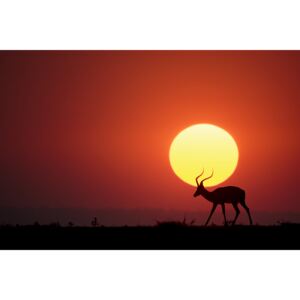 Artă fotografică An African Sunset, Renee Doyle