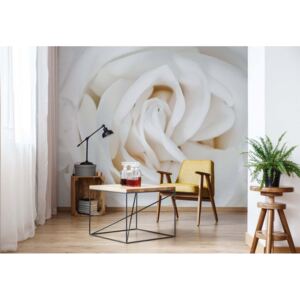 Fototapet - Soft White Rose Vliesová tapeta - 250x104 cm