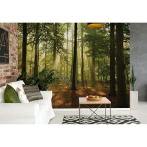 Fototapet GLIX - Enchanted Forest + adeziv GRATUIT Tapet nețesute - 368x254 cm