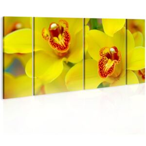 Tablou Bimago - Orchids - intensity of yellow color 60x30
