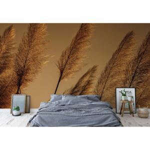 Fototapet - Pampas Grasses Blowing In The Wind Vliesová tapeta - 416x254 cm