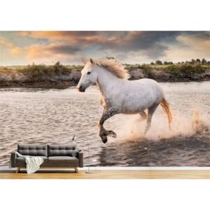 Tapet Premium Canvas - Calul alb in alergare