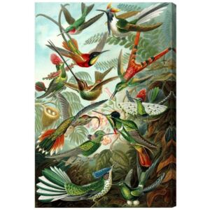 Tablou Remedy 'Haeckel Bird Study' Graphic Art Print 115cm inaltime x 77cm latime