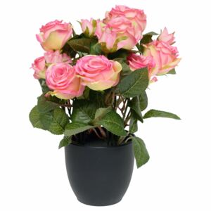 Trandafiri de diferite culori în ghiveci de plastic, 30 cm 1