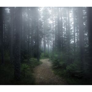 Fotografii artistice The forest of secrets, Christian Lindsten