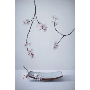 Fotografii artistice The First Cherry Blossom, Inna Karpova