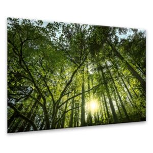 Tablou pe sticlă - Styler Green Forest 120x80 cm