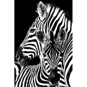 Poster Zebra, (61 x 91.5 cm)