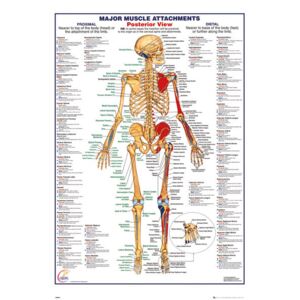 Human Body - Major Muscle Attachments Posterior Poster, (61 x 91,5 cm)