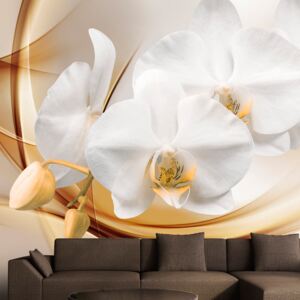 Fototapet - Orchid blossom 400x280 cm