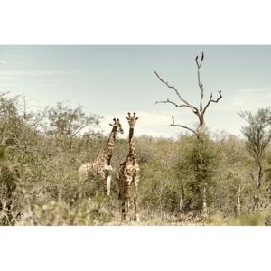 Fotografii artistice Two Giraffes, Philippe Hugonnard