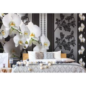 Fototapet - Luxury Floral Design Orchids Vliesová tapeta - 416x254 cm
