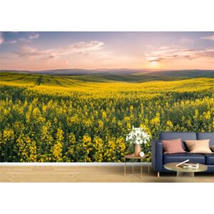 Tapet Premium Canvas - Campul de flori galbene la apus