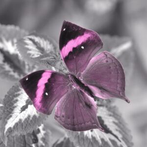 Falc Tablou pe pânză - Butterfly shadow II., 30x30 cm