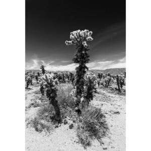 Fotografii artistice Cholla Cactus Garden, Joshua Tree National Park, Melanie Viola