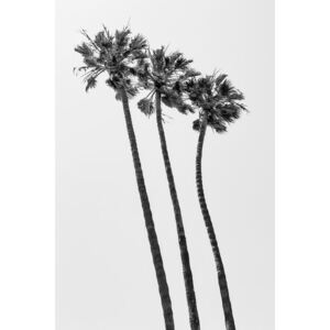 Fotografii artistice Palm Trees Summertime, Melanie Viola