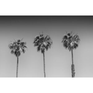 Fotografii artistice Minimalistic Palm Trees, Melanie Viola