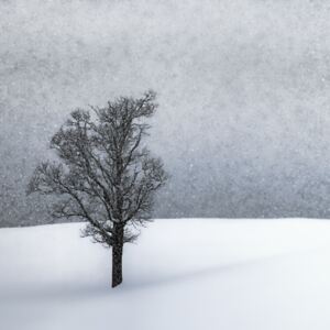 Fotografii artistice LONELY TREE Idyllic Winterlandscape, Melanie Viola