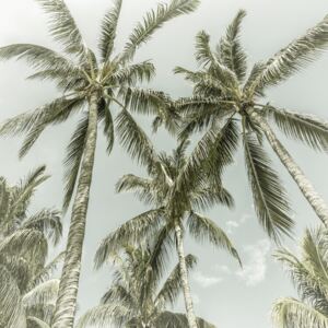 Fotografii artistice Lovely Vintage Palm Trees, Melanie Viola