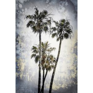 Fotografii artistice MODERN ART Lovely Palm Trees, Melanie Viola