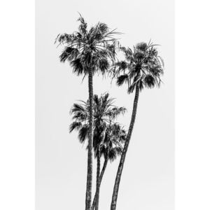 Fotografii artistice Lovely Palm Trees | monochrome, Melanie Viola