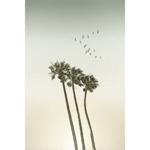 Fotografii artistice Vintage palm trees at sunset, Melanie Viola