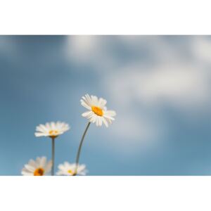 Fotografii artistice Flowers with a background sky, Javier Pardina