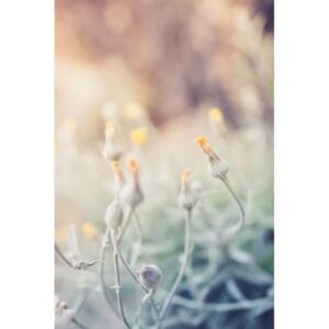 Fotografie de artă Tiny flowers at sunset, Javier Pardina, (26.7 x 40 cm)