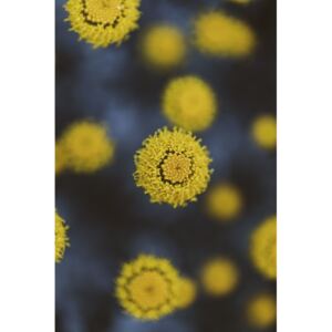 Fotografii artistice Texture of yellow flowers, Javier Pardina