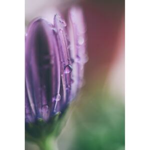 Fotografii artistice Raindrop on a lilac flower, Javier Pardina