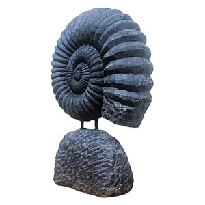 Stand Ammonite Fossil, XL