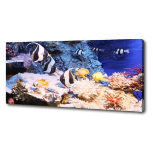 Tablou pe pânză canvas Recif de corali