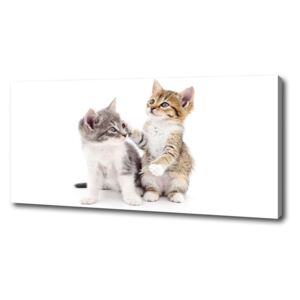 Tablou pe pânză canvas Două pisici de talie mică