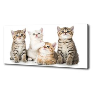 Imprimare tablou canvas Pisici de talie mică