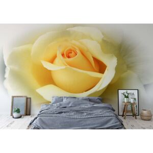 Fototapet - Yellow Rose Vliesová tapeta - 254x184 cm